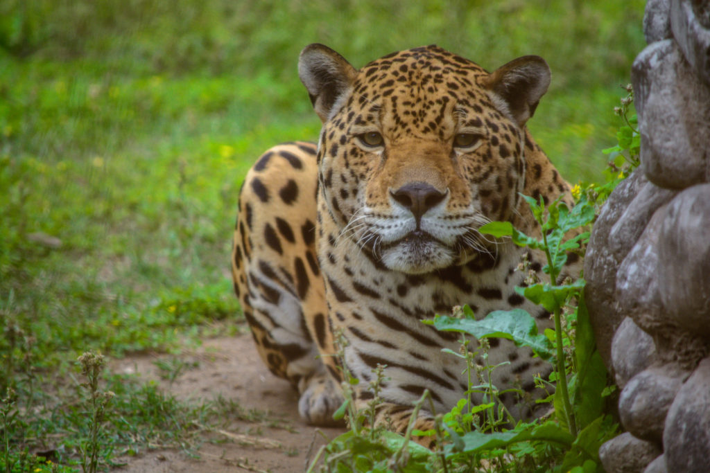 Chhatbir Zoo